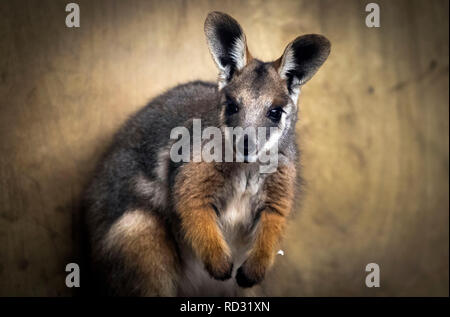 Opal die Joey Gelb-footed Rock Wallaby nach Verlassen der Beutel ihrer Mutter zum ersten Mal in der Öffentlichkeit im Flamingo Land in der Nähe von Kirby Misperton in North Yorkshire gesehen zu werden. Stockfoto