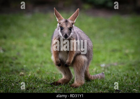 Opal die Joey Gelb-footed Rock Wallaby nach Verlassen der Beutel ihrer Mutter zum ersten Mal in der Öffentlichkeit im Flamingo Land in der Nähe von Kirby Misperton in North Yorkshire gesehen zu werden. Stockfoto