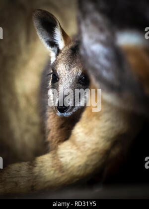 Opal die Joey Gelb-footed Rock Wallaby nach Verlassen der Beutel ihrer Mutter zum ersten Mal in der Öffentlichkeit im Flamingo Land in der Nähe von Kirby Misperton in North Yorkshire gesehen zu werden. Stockfoto