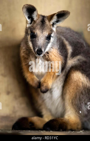 Opal die Joey Gelb-footed Rock Wallaby nach Verlassen der Beutel ihrer Mutter zum ersten Mal in der Öffentlichkeit im Flamingo Land in der Nähe von Kirby Misperton in North Yorkshire gesehen zu werden. Stockfoto