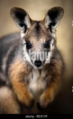 Opal die Joey Gelb-footed Rock Wallaby nach Verlassen der Beutel ihrer Mutter zum ersten Mal in der Öffentlichkeit im Flamingo Land in der Nähe von Kirby Misperton in North Yorkshire gesehen zu werden. Stockfoto