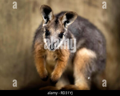 Opal die Joey Gelb-footed Rock Wallaby nach Verlassen der Beutel ihrer Mutter zum ersten Mal in der Öffentlichkeit im Flamingo Land in der Nähe von Kirby Misperton in North Yorkshire gesehen zu werden. Stockfoto