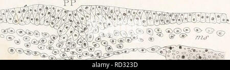 . De la formation du blastoderme dans l'uf d'Oiseau. Embryologie; Vögel. liEV (â ¢ //Il. ^ Â"^ BEV. Bitte beachten Sie, dass diese Bilder sind von der gescannten Seite Bilder, die digital für die Lesbarkeit verbessert haben mögen - Färbung und Aussehen dieser Abbildungen können nicht perfekt dem Original ähneln. extrahiert. Duval, Mathias, 1844-1907. Paris: G. Masson, Ãditeur Stockfoto