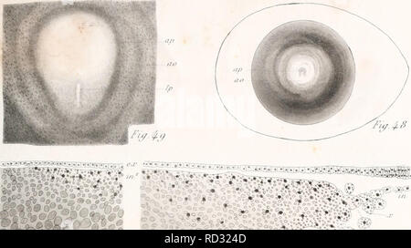 . De la formation du blastoderme dans l'uf d'Oiseau. Embryologie; Vögel. Biùt'. (/T^^-y/. AV/uA. . L'r. /H)/. /; 2 (w. . &Lt;i"/,.;. / '/. 4 ... Bitte beachten Sie, dass diese Bilder sind von der gescannten Seite Bilder, die digital für die Lesbarkeit verbessert haben mögen - Färbung und Aussehen dieser Abbildungen können nicht perfekt dem Original ähneln. extrahiert. Duval, Mathias, 1844-1907. Paris: G. Masson, ÉDITEURS Stockfoto