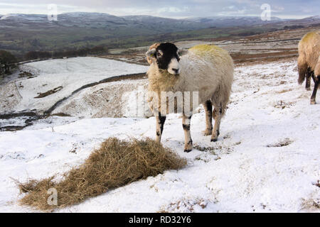 Swaledale Mutterschafe genießen einen schönen Biss von Heu auf den Hügeln über Askrigg, North Yorkshire. Stockfoto