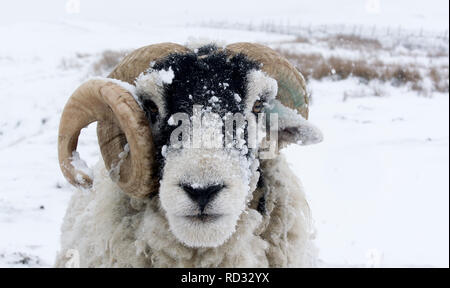 Nahaufnahme eines Swaledale ram mit einem Horn raus in den Schnee. North Yorkshire, UK. Stockfoto