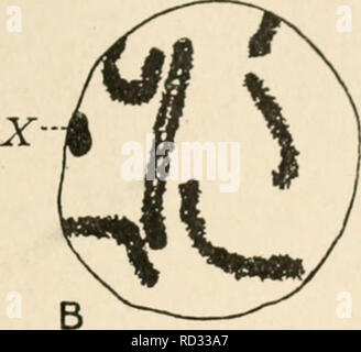 . Zytologie, mit besonderem Bezug auf die metazoan Kern. Zellen. • •. Bitte beachten Sie, dass diese Bilder sind von der gescannten Seite Bilder, die digital für die Lesbarkeit verbessert haben mögen - Färbung und Aussehen dieser Abbildungen können nicht perfekt dem Original ähneln. extrahiert. Agar, Wilfred Eade, 1882 -. London, Macmillan Stockfoto