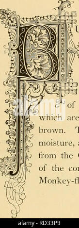 . Cyclopedia von praktische Blumenzucht. Blumenkultur ; Blume Sprache. r txB%^ lami. m jnimulus mOStljatUS. Natürliche Ordnung: Scrophitlariacc< EâFig'. vort Familie. UT nur wenige Dinge in der Natur, der Duft von Moschus, besonders im Pflanzenreich; und dieses kleine, unauffällige Pflanze, so zart und zerbrechlich, ist Tor diese Eigenschaft, sonst kommt es durch die für seine weitere auffällige Schwestern übergeben werden würde; doch seine Blüten sehen aus wie Tropfen Gelbgold unter seinen hellgrünen Blätter. Es ist ein Eingeborener von Oregon. Die anderen Sorten" ^.^ Der Mimulus sind für Ihre neugierig und markante flowe gewachsen Stockfoto