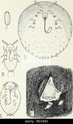 . Cypress Rinde. Zypresse; Skala Insekten. Bui. 838, US Abt. der Landwirtschaft. Platte IV. Die Zypresse Rinde. JL, Ei (X55); B, Larve, erste instar (X85), C, weibliche Larve, zweite instar (X55); D, erwachsene Frau (X55); E, Teil der Rinde entfernt, die erwachsene Frau Hinterlegung Eier, die Eier ausbrüten und die Larve weg kriechen.. Bitte beachten Sie, dass diese Bilder sind von der gescannten Seite Bilder, die digital für die Lesbarkeit verbessert haben mögen - Färbung und Aussehen dieser Abbildungen können nicht perfekt dem Original ähneln. extrahiert. Herbert, F.B. (Frank Barnes), 1890 -. W Stockfoto