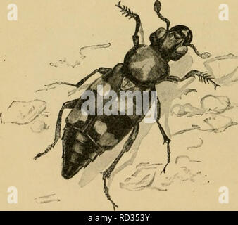 . Elementare Entomologie. Entomologie. Abb. 199. Wasser - scavenger Käfer [Ilydrophihis sp.), Larven, und besondere ei Masse auf Blatt (nach Brehm) Aas-Käfer {Silphidae). Wo immer ein totes Tier verlassen hat, ausgesetzt worden, die AAS-oder vergraben - Käfer gefunden werden kann einziehen. Die com-mon-AAS-Käfer der Gattung SilpJia sind. Umfassende, ovale Form, sehr flach, mit kleinen Köpfen, und Futter unter das Auto - Rion. Die begraben - Käfer I^NecropJionis) sind viel größer, von einem Zoll zu einem Zoll lang, mit dicken, Stout, der rechteckige Körper, und mit großen,.,.,,,,^,, Köpfe. Stockfoto