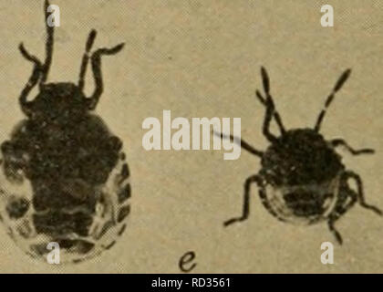 . Elementare Entomologie. Entomologie. f^ Abb. 155. Die Harlequin Kohl - Bug a, b, Erwachsene (natürliche Größe); r, Seitenansicht der Kopf mit Unterkiefer und Oberkiefer setae aus bealc; il, Eier mit neu Junge geschlüpft; e, Nymphen;/, ei Massen mit einem Ei schlüpfen und frisch geschlüpfte Nymphe auf der unteren rechten Masse scutellum vergrößert, so dass er nahezu das gesamte Abdomen und gibt den Fehler das Aussehen eines Käfers, für die Fre- gen von einem Anfänger verwechselt. Sie verschiedene Pflanzen und oft verletzen Beeren befallen, durch deren unangenehme Geruch Vermittlung, wie der Gestank - Bugs zu tun. Werk-Bugs. Die remaini Stockfoto