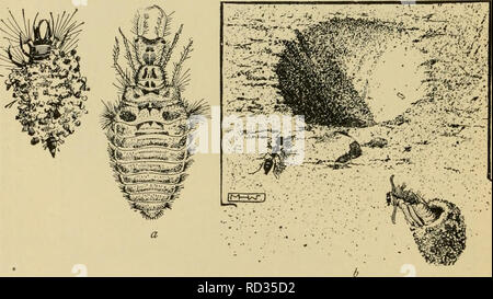 . Elementare Entomologie. Entomologie. Eine Myrmeleonid, das Ant-lion Die aduh der. Abb. 117. Die Ant-Uon a, Larven der Myrmclcon sp. (Drei mal natürliche Größe); b, Grube von Ant-Löwe, Myrmeleon sp., und unter einem Pupal Sand - Kokon, aus dem die Erwachsenen nur ausgegeben hat, die Pupal Haut verbleibenden (natürliche Größe). (Nach Kellogg) Bei seiner Flucht. Die Erwachsenen sind etwa 3 cm lang, ein deli - cate Hellgrüne Farbe, mit braunen Antennen und fein geaderte Flügel, die wie ein Dach über dem Rücken gehalten sind, und die Ihnen den Namen "lace-winged fliegt." Die Augen sind ein gleißendes gegeben. Bitte beachten Sie Stockfoto