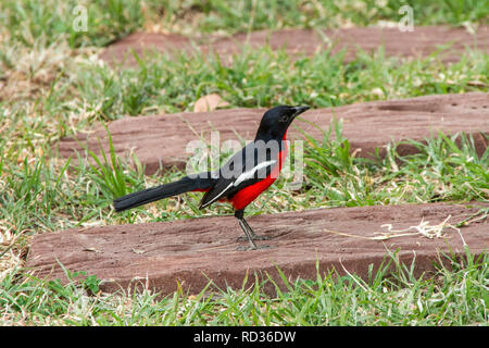 Crimson-breasted shrike oder gonolek (Laniarius atrococcineus) in einem Garten im Norden Namibias. Stockfoto