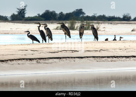 6 Graureiher (Ardea cinerea) stehen auf einer Sandbank im mächtigen Zambezi Fluss auf Caprivi. Stockfoto