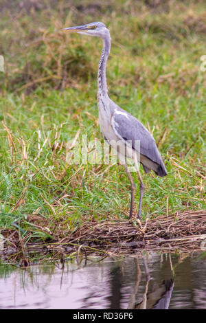Ein Graureiher (Ardea cinerea) stand neben der Chobe River auf Caprivi. Stockfoto