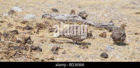 Eine Familie von Double-banded sandgrouse (Pterocles bicinctus), Etosha National Park Stockfoto