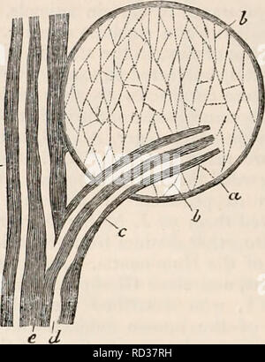 . Die cyclopaedia von Anatomie und Physiologie. Anatomie, Physiologie, Zoologie. Eine Malpighian Korpuskel aus der Milz von der Ochse in Verbindung mit einer kleinen Arterie, vergrößerte 150 dia-Meter. a, Wand des Malpighian Korpuskel; b, Inhalt der gleichen; c, Mantel der Arterie; d, Ummantelung der gleiche. blutkörperchen sind im Wesentlichen frei von einem Stiel, und sitzen sofort auf der Arterien an ihre Punkte von Gabelung oder an ihren Seiten, (Abbn. 527, 258.) Diese Beziehung, die auch Bild erhält. 528.. Malpighian Korpuskel aus der Milz des Schweins in Verbindung mit einer Arterie, aus dem ein Zweig geht auf t Stockfoto