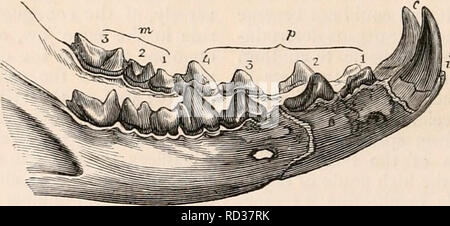 . Die cyclopaedia von Anatomie und Physiologie. Anatomie, Physiologie, Zoologie. Gebiss des Amphicyon Major. Oberkiefer. des Oberkiefers Der Amphici/auf die wichtigsten, die Markierungen der Abrieb auf der unteren Zähne gemischt - Fütterung ferine Tier, verbündet mit dem die Serie über beweisen als gesamten Tragen zu haben. Abb. 577. Zeigt die zahnmedizinische Reihe und kontinuierliche wie unten. Die Anoplo - der Unterkiefer eines strikter Fleischfresser thorium ("Odontography", Pi. 135. Bild. 1.), Abb. 577.. Gebiss des Hytenodon. Unterkiefer. Tier, dem Hyeenodon; die Überreste der Arten, von denen fossile wurden Stockfoto