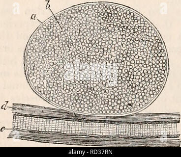 . Die cyclopaedia von Anatomie und Physiologie. Anatomie, Physiologie, Zoologie. Einen kleinen arteriellen Trunk mit Malpighian Blutkörperchen, auf einem etwas größeren Arterie. Aus der Milz des Schweins. 10 Durchmesser vergrößert. a, die arterie; b, der Mantel der gleichen; c, Mal-pighian Blutkörperchen; d, Bleistifte oder Büschel von Arterien. Angeschlossen an die kleinen Arterien und ihre Zweige von kurzen Stiel, wie die Beeren einer Weintraube; und, so, dass ein kleiner arterieller Stamm von 2 bis4-100 99487 Leitung, mit ihren Verzweigungen, unterstützt 5 bis 10. (Abb. 526.) Der Stiel der Blutkörperchen sind fast al Stockfoto