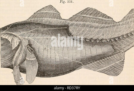 . Die cyclopaedia von Anatomie und Physiologie. Anatomie, Physiologie, Zoologie. Diagramm der Encephalon der Barsch, an, der die allgemeine Verteilung der Hirnnerven, s, s, Vorraum des Ohres •, andere Buchstaben wie in Vorrichtungen. 526, 527, und 528. (Nach Cuvier.) unter der Kehle vor der Brüste, sie sind von der gleichen Paare von Nerven versorgt; aber in der Abdominal- Abteilung, wo die ventrals in Richtung behindern Teil des Körpers befinden, Sie erhalten Ihre Versorgung von der spinalen Nerven proportional weiter hinten platziert. Sympatische System. - Die sympathischen Sys-tem der Nerven ist in F Stockfoto