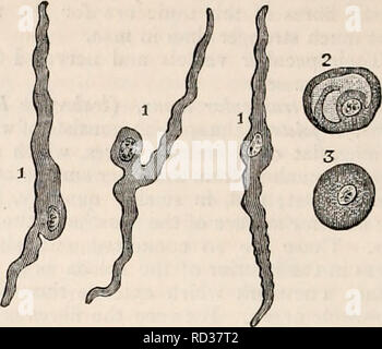 . Die cyclopaedia von Anatomie und Physiologie. Anatomie, Physiologie, Zoologie. 77-1 Milz. Abb. 524-. Mit einigen weissen fibrösem Gewebe. Wie an der unteren vertebrata, ich habe eine große Anzahl von Ihnen in bezug auf dieses muskuläre Struktur untersucht, und haben festgestellt, dass die kleinheit der Milz in vielen von ihnen bietet ein großes Hindernis für die Beobachtung; doch ich glaube, dass ich festgestellt haben, dass die Milz von der Taube, Sparrow, blindworm, Schleie (Tinea chrysitii) und Forelle, muskulösen Fasern enthalten. Also, auch, mein Freund Professor Ecker, Basel, hat mündlich Kommunika- nicated zu mir, dass er sehr dis - hat tinct M Stockfoto