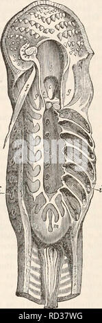 . Die cyclopaedia von Anatomie und Physiologie. Anatomie, Physiologie, Zoologie. Fische. 987 In der Haie die Öffnungen der Rachen in die Branchial Kammern führen durch die Knorpeligen pyramidenförmigen Prozesse bewacht; aber in den Skates, die der knorpeligen Bögen viel weniger perfekt geformte, keine solche Abwehr sind sichtbar. Die Cyclostomatous Knorpelfische, von den Besonderheiten ihrer Gewohnheiten, erfordern eine weitere Änderung in der Konstruktion der Organe der Atmung, zu sehen, dass, während Sie von Ihren suctorial Mund auf die Oberflächen der Steine oder andere Fremdkörper feste Ruhe, Stockfoto