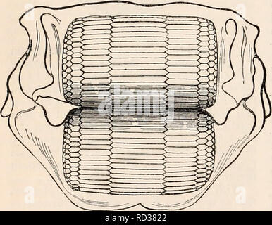 . Die cyclopaedia von Anatomie und Physiologie. Anatomie, Physiologie, Zoologie. recurved, wie in der Murccna; oder Stacheldraht, wie in Trickhirwt, und einige andere Scomberoids; oder es ist möglicherweise verbogen auf sich selbst sein, wie ein tenterhook, wie in der Fische von dannen Goniodonts genannt.* In der Bonito kann eine progressive Verdickung der Basis der konischen Zähnen wahrgenommen werden: und dies in anderen räuberischen Bild kombiniert werden. 563. Palatin einsame und Zähne (Silurus). ciliiformes): Wenn die Zähne ähnlich sind, sondern stärker als diese, Sie berufen sind, Abb. 562.. Mandibuläre Zähne, vergrößert (Platax). Fische mit erhöhter Stockfoto