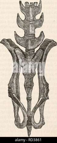 . Die cyclopaedia von Anatomie und Physiologie. Anatomie, Physiologie, Zoologie. Becken der Guinea Ply zum Zeitpunkt der Geburt. Abb. 488.. Becken ofthe Guinea Pifl 7'Stunden nach Geburt.. Bitte beachten Sie, dass diese Bilder sind von der gescannten Seite Bilder, die digital für die Lesbarkeit verbessert haben mögen - Färbung und Aussehen dieser Abbildungen können nicht perfekt dem Original ähneln. extrahiert. Todd, Robert Bentley, 1809-1860. London, Sherwood, Gilbert, und Piper Stockfoto