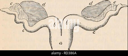 . Die cyclopaedia von Anatomie und Physiologie. Anatomie, Physiologie, Zoologie. Genitn - harnorgane eines tödlichen Schafe. (Nach J. M Lenkstange.) ein, die Nieren; b, Harnleiter; c, Eierstöcke; d, Wolff'schen Körper; e, Gebärmutter und Eileiter cornua; f, infundibular Ende der Rohre; g, der mittlere Teil der Gebärmutter. In älteren weiblichen Embryonen die Eileiter, nun mehr völlig gebildet, sind dicker und ein etwas wellige Umrisse aufweisen. Der Feigenbaum. 417.. Interne generativen Organe einer fetalen Hirsche. (Nach J. Muller.) a, mittlere Teil der Gebärmutter; b, cornua; c, Fal-lopian Rohre oder Eileiter, Eierstöcke; d; e, rem Stockfoto