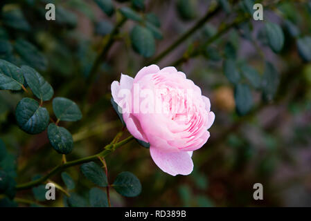 Rosa Königin von Schweden Stockfoto