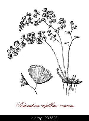 Vintage botanischen Gravur von Adiantum capillus-Veneris, ein Farn Arten, als Zierpflanzen in Gärten und als Zimmerpflanze kultiviert. Stockfoto