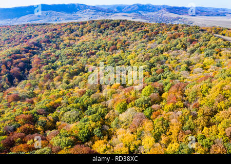 Blick von oben auf den herbstlichen Baum Wald während der lebhaften Farben des Herbstes. Stockfoto