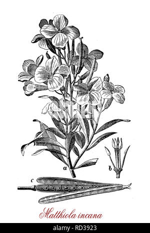 Vintage botanischen Gravur von matthiola Incana, blühende Pflanze, die als Zierpflanzen in Gärten kultiviert in einer Vielzahl von Farben.