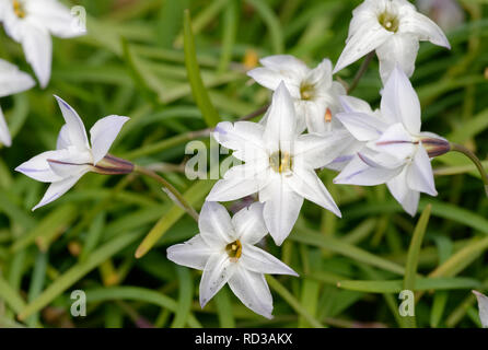 Feder Starflower - Tristagma uniflorum Klein Frühling blühende Glühbirne Stockfoto