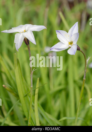 Feder Starflower - Tristagma uniflorum Klein Frühling blühende Glühbirne Stockfoto