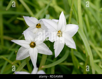 Feder Starflower - Tristagma uniflorum Klein Frühling blühende Glühbirne Stockfoto