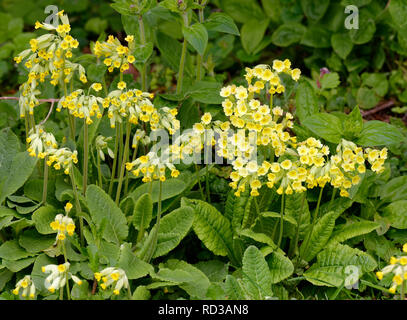 Falsche Oxlip - Primula x polyantha (rechts) mit schlüsselblume - Primula Veris (links) Natürliche Hybride von Primrose und Schlüsselblume Stockfoto