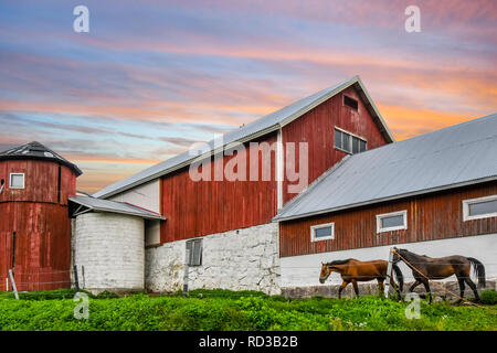 Ein bunter Himmel über eine alte Scheune als Pferde grasen auf einer thoroughbed Horse Farm in Finnland Stockfoto
