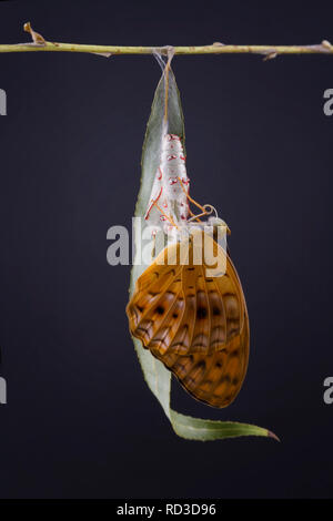 Schmetterling aus einem Kokon, Indonesien Stockfoto