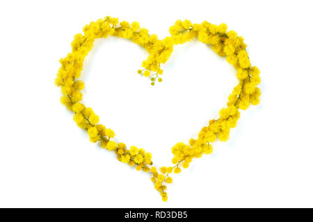 Nahaufnahme von Herzen von Mimosa Blumen. Auf weiß isoliert. Stockfoto