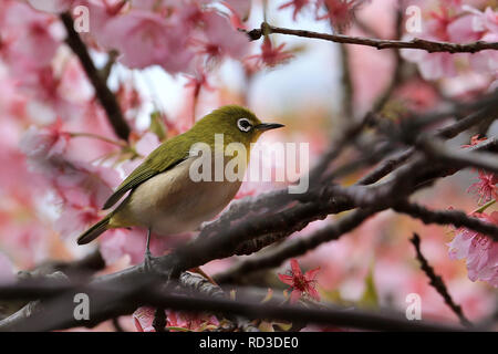 Vogel auf einem Zweig in einem Kirschblüte Baum, Japan Stockfoto