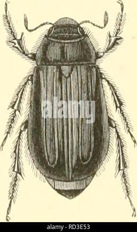 . Encyclopédie d'histoire naturelle; ou, "traité complet de cette Wissenschaft d'après Les travaux de les plus éminents naturalistes de tous les pays et de toutes les Epochen: Buffon, Daubenton, Lacépède, G.Cuvier, F. Cuvier, Geoffroy Saint-Hilaire, Latreille, De Jussieu, Brongniart, etc. Natürliche Geschichte - Wörterbücher. ri". I.-Ahlaberoiilfs leilcus. Abb. "Ich. - Iiparetrua Erifthropterus. Fi ;; 3. - Colpnchila crassiventns.. Bitte beachten Sie, dass diese Bilder aus gescannten Seite Bilder, die digital für die Lesbarkeit verbessert haben mögen - Färbung und Aussehen Dieser Lllustrat extrahiert werden Stockfoto