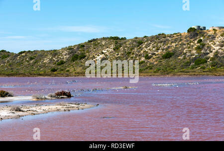 Hutt Lagoon, Western Australia, Australien Stockfoto