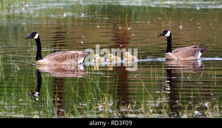 Zwei kanadische Gänse mit drei Gänschen, Kanada Stockfoto