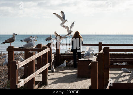 Möwen Surround eine Frau, als sie sie am Strand in Worthing in Sussex, England feeds. Stockfoto