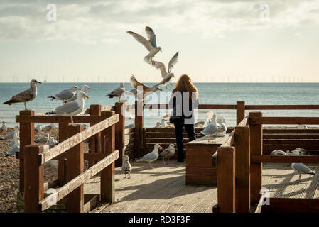 Möwen Surround eine Frau, als sie sie am Strand in Worthing in Sussex, England feeds. Stockfoto