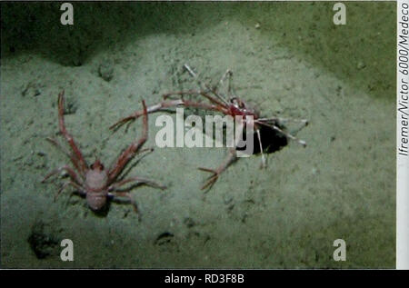 . Biodiversität in der Tiefsee und Ökosysteme - ein Scoping Bericht über deren sozio-Wirtschaft, Management und Unternehmensführung. UNEP-WCMC Biodiversität Serie 28. Institutionen, die in Institutionen eingebettet sind. Andere Autoren sehen Governance als Vision und Richtung für sustamability, während das Management die Operationalisierung dieser Vision (Boyle et At., 2001, zitiert in Folke era/.. 2005). Heute sind wir mit einer ständig steigenden env-ironmental Krise, die über alle räumlichen und zeitlichen Skalen, lokale, regionale und globale, Kurz- und langfristige, reversibel und irreversibl konfrontiert Stockfoto