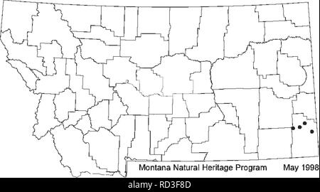 . Botanische und Vegetation Umfrage von Carter County, Montana, Büro für Landmanagement - verabreicht. Botanik; seltener Pflanzen., daß es 3 samenanlagen pro locule. Diese weite Auslegung nicht mit dem jüngsten Behandlung durch RoUins (1993), die diese Taxa erkennt als separate, oder Der earher taxonomische Forschung von MuUigan (1967 Stimmen). Wir erkennen diese Behandlungen in dem S. brassicoides ist endemisch auf der Great Plains. Mai 1998 Physaria brassicoides Montana Vertrieb: Dom (1984) hsted^^"^^^'^^^""^^"^^"" p°^ Physaria brassicoides als iexpectedi in Sou Stockfoto