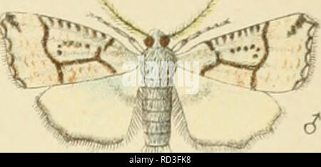 . Eine elementare Anleitung von Neuseeland Entomologie; eine Einführung in das Studium unserer einheimischen Insekten. Insekten - Neuseeland. *^V. Bitte beachten Sie, dass diese Bilder sind von der gescannten Seite Bilder, die digital für die Lesbarkeit verbessert haben mögen - Färbung und Aussehen dieser Abbildungen können nicht perfekt dem Original ähneln. extrahiert. Hudson, G. V. (George Vernon). London, West, Newman &Amp; Co. Stockfoto