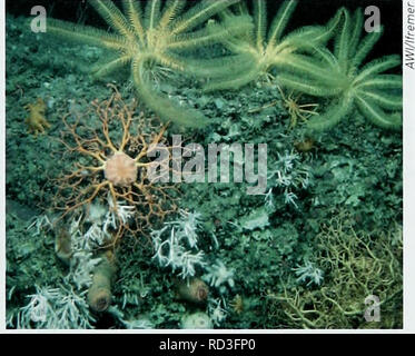 . Biodiversität in der Tiefsee und Ökosysteme - ein Scoping Bericht über deren sozio-Wirtschaft, Management und Unternehmensführung. UNEP-WCMC Biodiversität Serie 28. Ökosystemfunktionen, Waren und Dienstleistungen und deren Bewertung der Option -Wert von Waren und Dienstleistungen wäre höchst spekulativ sein. Einige Personen haben "direkte" Erfahrungen der Tiefsee, die in solchen Fällen durch Rangieren ein ferngesteuertes Fahrzeug vermittelt wird, eine Winde auf einem fischkutter oder einem Kran auf einem Rig. Der Rest der Bevölkerung hat nur indirekt, wenn überhaupt, von der Erfahrung der Tiefsee, vermittelt durch die Medien, wissenschaftliche Disse Stockfoto